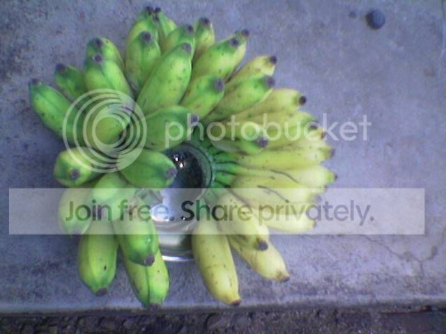 36-bananas.jpg