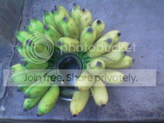 36bananas-1.jpg