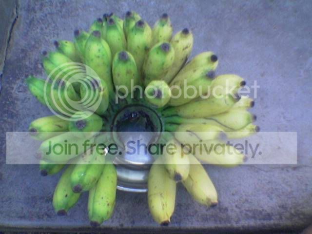 36bananas.jpg